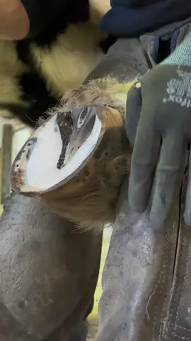 Idk but I kinda feeling this vibe tonight 🤷‍♂️ #forfarriersbyfarriers #farrier #farriersoftiktok #fyp #fy #fypage #fypシ #foryou #horse #equestrian #satisfying #myjob #oddlysatisfying #viral #verifyme 