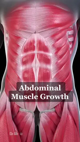 Abdominal Muscle Growth Explained #3d #animation #abs #muscle #workout 