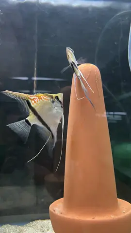 #angelfishparadise #tropicalfish #aquarium #aquariumhobby #aquariumprofessional #exoticfish #rarefish #cichlid #cichlids #southamerica #angelfish #akwarystyka #skalar #scalare #amazon #fishbreeding #breeder #fishtok #aquariumpro #proaquarist #fyp #hobby #nature #fishtank #myhobby#fishkeeper #fish #fishtank #freshwateraquarium #aquariumfish  #tropicalfish #plantedaquarium #aquariumsofinstagram  #freshwater #fishkeeping #freshwaterfish #freshwatertank #aquatics #fishfreak #aquariumfans #akwarystyka #skalary #viral #akwarystykaslodkowodna 