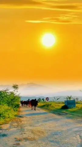 Ò ó o Mặt Trời lại mọc rồi #gà_gáy_ò_sáng #gà_gáy_sáng #inoxkimphat #inoxbinhduong