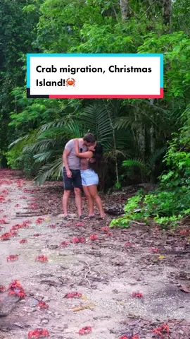 ⭐️ 10/10  Chritsmas Island, Western Australia, Australia📍 🇦🇺 This place is in our top 3 of best places to visit in Australia! And last year this time we were there enjoying the famous crab migration and it was better than we expected! 🦀 Such an amazing, unique island! With lots to do! We enjoyed every second and would love to go back again soon! 🙏🏽 Here are some pinch 🦀 me moments from our trip 
