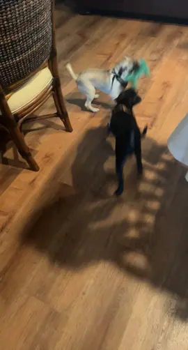 Pug puppiiieees