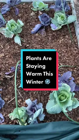 Thanks to my partnership with @Troy-Bilt, I am able to trick my plants into thinking that it isn't that cold outside. Shredded leaves help to insulate the roots of the plant and then eventually decompose into compost. #wintergarden #growyourownfood #foodtoplate #backyardgarden #homegrown #gardentok #gardeningforbeginners #wintervegetables #broccoli #cabbage  #radish #shreddedleaves #staywarm #blowoffwinter #troybilt #sponsored