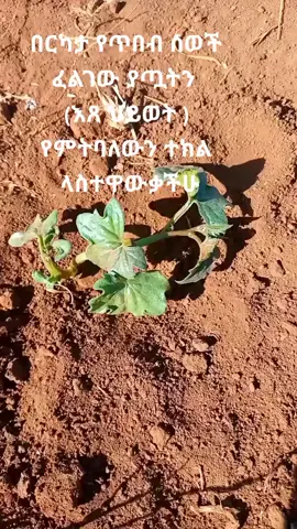#መዝገበ እጸዋት ወእጸ ደብዳቤ አካላዊ እና መንፈሳዊ የዕጸዋት ህክምና መስጫ!