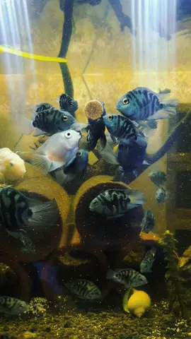 Blue polar parrot fish #fishkeeperakoitoangmundoko #jpscott #keepsupportingfishkeepers 