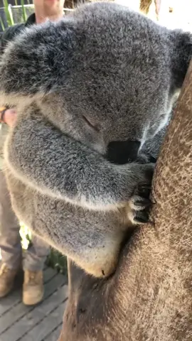 眠っているコアラちゃん🐨
