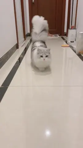 ada kemoceng berjalan aaa kyut kyut kyut 😻😻😻 #fypシ #fyp #foryou #foryoupage #foryourpage #cat #kucing #kucinglucu cr : mewmew