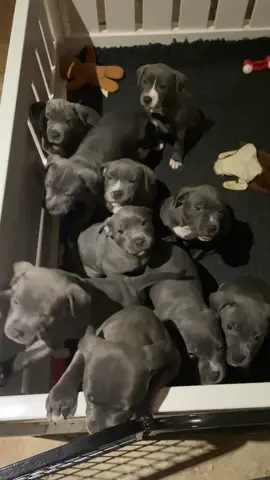 Good Morning from the Puppies 👋 They are 7 week old Blue Staffordshire Bull Terriers and they make the best puppy yawning noises #staffordshirebullterrier #staffy #puppies #staffypups #staffylove  #puppsoftiktok #puppysoftiktok #babypuppy #puppytiktok #cutepuppy #cutebabypuppy #tiktokpuppies #puppy #bluepuppy #bluestaffypuppy #puppynoise #cutenessoverloaded #cutepups #staffypuppy  #pitbullpuppies #ohsocute #tiktokgood #puppyfeet #puppylove #pupsoftiktok #puptiktok 