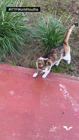 We've got a friendly visitor at #Tunis2022 😻   She's ready for Day 6 of #ITTFWorldYouths, are you? 😉