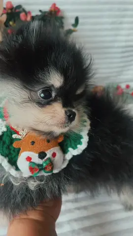 Yummy in our tummy😍#pomeranianpuppy #christmas2022 #isle4dogs #viral 