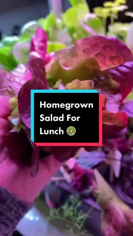 Homegrown salad for lunch using lettuce from my hydroponics system, and radishes and carrots from my winter garden. #homegrownsalad #homegrownfood #homegrown #growyourownfood #hydroponics #coldframes #wintergarden #gardening #gardentok #gardentoplate #verygoodgardening 