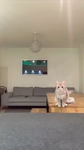 Cute cat behavior#cat #pet  #cute #fun #fly 