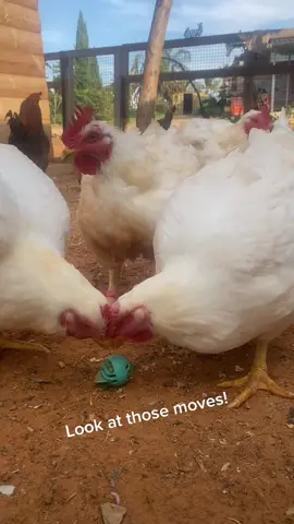 Our World Cup! #startingover #sanctuary #rescue #chicken #worldcup #animalcup 