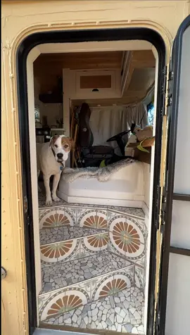 Welcome to our little shire 🤎  🎥 by the legends themselves, @basicallynomads   #skoolielife #schoolbusconversion #homeiswhereyouparkit #homesweethome #lifeontheroad #travel #usa 