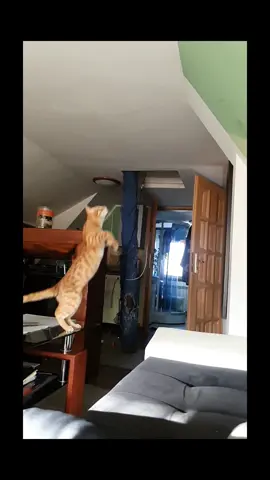 Cat high jump 😻😻   #cat #catjumping  #kitten #slowmotion #mycats #funny #猫 #私の猫 #子猫 