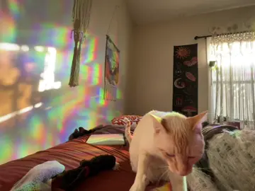 #fyp this is your sign to get rainbow window film from amazon 