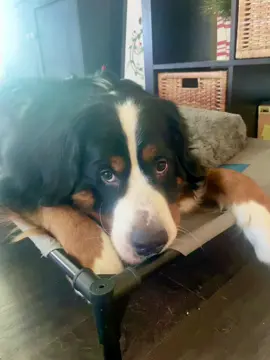 You'd never know this cat beats his ass on a daily #fyp #bernesemountaindog #dogsoftiktok #catsoftiktok 