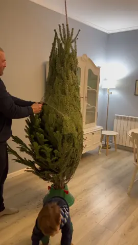 Cel mai frumos brad natural!  #craciun #christmas #christmastree #naturalchristmastree #fyp #fy #viral #fypシ  