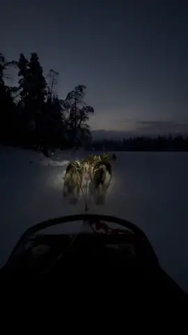 Run boy run 🐶❄️🤍 chasing the moon over a frozen lake being pulled by huskies is quiet possibly the most mesmerising thing i have ever done 🌚🐶❄️🤍  . #levihuskypark #levi #lapland #visitfinland #levilapland #levihuskypuisto #lapland #finland #husky #huskies #sleighride #sleigh #huskyride #leviniglut #snow #snowday #instaviews #moon #chasingthemoon #laplandfinland 