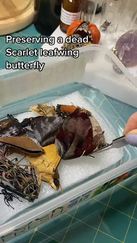 @Roseanne’s studio #butterfly #entomology #naturalwonders #roseannesstudio #taxidermy #insects #responsiblesources #LearnOnTikTok #educational #pinningprocess 