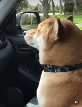 Long thể hơi bất an 🤣 #hienguyen0538 #dogs #cúncưng #dỗi 