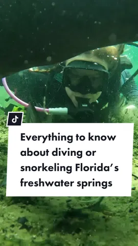 Florida springs are fabulous all year long👌  *PS, a little more for learning to dive here👉 @kenny_dyal 🤿#floridaspring #floridanature #prettywater #scubatok #snorkelingtrip #freshwaterdiving #divetrip #divingwithkenny #scubadivingwithkenny #downto60 