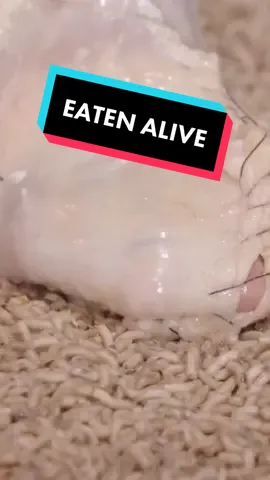 Can maggots tell the difference between live flesh and dead flesh?? Guess we’ll find out. NEW EPISODE OUT NOW! #fyp #fypシ #EduTok #education #wildlife #LearnOnTikTok #learnfromme #coyotepeterson #bravewilderness #foryou #foryoupage #themoreyouknow #closeup #creepy #scary