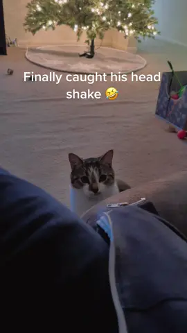 #TikTokHolidays #cats #catsoftiktok #sillykitty #adoptdontshop #rescuecat #catsvideo #catslover 