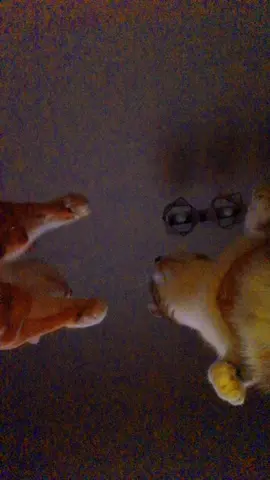 Let’s dance 😹  . . . . . . . . . . #cat #cats #catsoftiktok #tiktok #tiktokpolska #catlover #dance #on #fyp #foryou #foryoupage #fypシ #global #glowna #duet #dc #dance #dancer #dancefloor #nowunited #wow #pl   Zajrzyj w bio po 🎁
