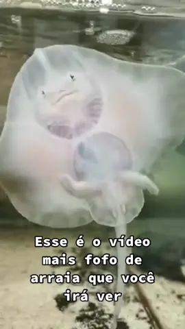 Bebês arraia mais fofos que vocês verão hoje #pesca #pescaria #humor  #funny #fofo #animais #vara #anzol #peixe #pescador #boia #engraçado #molinete #isca #utilidadepublica 