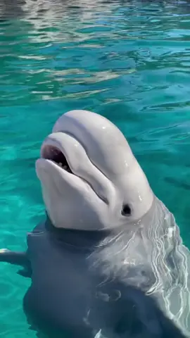 Here are some beluga whale vocalizations! Thanks Kela 💙 #mysticaquarium 