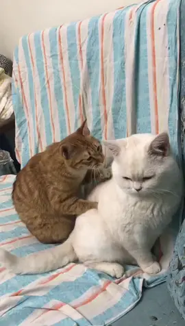 Đấm lưng cho em yêu #cat #pet #catlover #funnypets #funnyanimals #catsoftiktok #viral #fyp #xuhuong #master2022bytiktok 