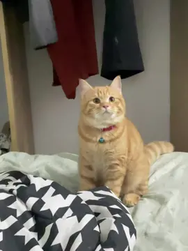 Em là mèo lai, lai cha lông ngắn mẹ lông dài nên e lông lở🤣  #mèo #meow #cat #cutecat #funny 