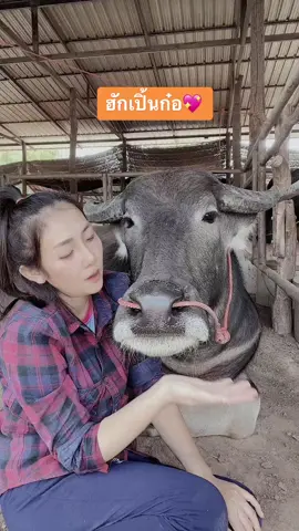 อยากอ้อนตั๋ว😘#ครูenglish #BigKimFarm #ควายงามสายประกวด 