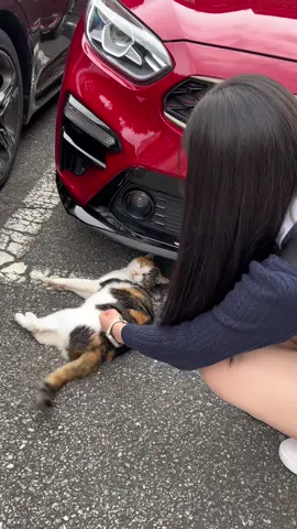 예쁜 예비승무원들의 관심이 부끄러운 냥이😽🫶🏻❤️#냥이 #냥냥이 #승무원 #승무원학원 #승무원과외 #항공과 #항공과준비생 #스튜어디스 #예승이 #예비승무원 #여고생 #여고생틱톡 #tiktok #틱톡 #fyp #foryou #foryoupage #추천 #추천추천 #05 #06 #07 #08 #09
