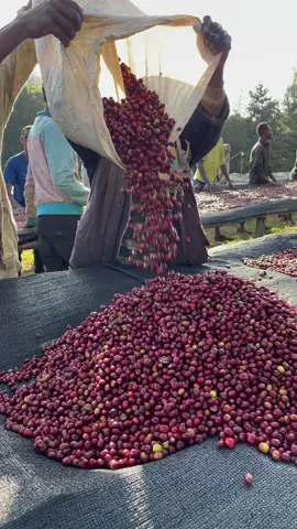 Our Sundried/Natural Guji coffee preparation.  #lilyscoffee #coffeeharvesting #gujicoffee #womenownedbusiness #ethiopiancoffee #blackownedbusiness #chicagocoffee #