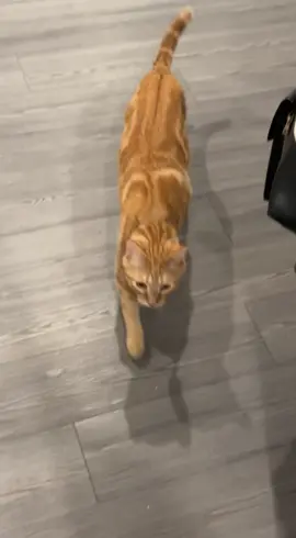 Why is he so mean to me #orangecat #orangecatsoftiktok #GenshinImpact33 #orangecatbehavior #orangecats #catsoftiktok #