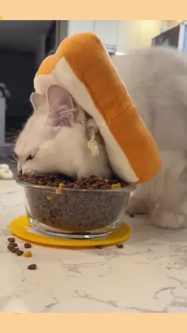 This cat is eating too much 🤣#delicious #greedy #lovableanimals #lovable #lovablecat #fyp #cats #kitten #copingwithstress #relievestress #relax #relaxingvideos #relaxing #funnyvideos #funny #humor #funnycatsoftiktok #funnycat #appetite 