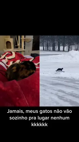 #dueto com @annielaurel #outdoorcat 