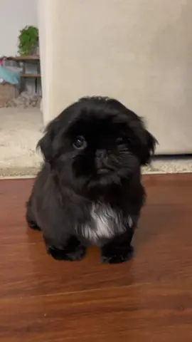 Blessed’s Ally now named Lily is so ready to meet her family today! 💕  #blessedshihtzu #shihtzu #blackpuppy #blackshihtzu #shihtzupuppy #puppiesoftiktok #fyp 