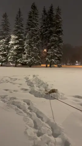 #goldenretriever #snow 