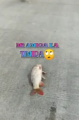 MI AMIGA, TU AMIGA LA TÍMIDA 😆😆😆 #fyp #timida  #humor #traga #risa #comedia #diablosseñorita #comedia #risas #soytimida #santa #memes #memesparatodos #amiga #miamiga #foryou 