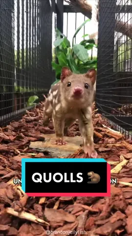 Quoll 🦫 #quoll #quolls #australiananimal #marsupial #cuteanimal 