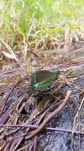 Mengamati aktivitas kupu-kupu Papilio paris sedang mud-puddling, yaitu menyedot cairan dari lumpur untuk mengambil garam mineral yang terkandung didalamnya, lalu mengeluarkan sisa cairan melalui bagian belakang perutnya  #kupukupu #hutanindonesia #karanganyarhits 