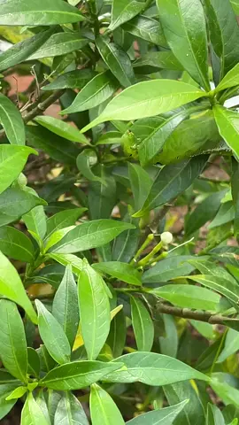 Nhăm nhăm nhăm mà nó lạ lắm :> #xuhuong #fyp 