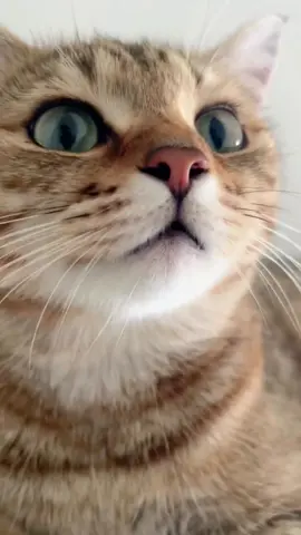 Saya mendengar bahawa 90% orang tidak dapat menghalang kucing daripada mengeong#cat #catsoftiktok #meow 
