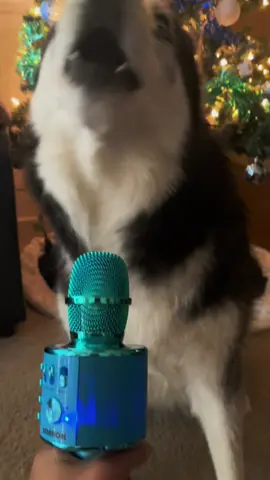 Christmas Carols #fyp #viral #haikuthehusky #husky #dog 