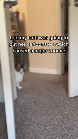 she loves her cartoons #catsoftiktok #tiktokcats #PetsOfTikTok #cattok #catwatchingtv 