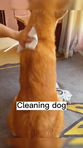 Use wet wipes to give your dog a quick clean when you can't take a bath #wipes #wipe #petwipe #dog #cutedog #dogsoftiktok #petproduct #foryou #fyp 