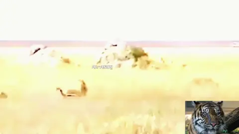 #ياعوز_بالله😂😂😂😂😂😂😂😂  #مقطع_مضحك #حمار_وحشي #يرفس #لبوه #اسد #مفترس #افتراس #مقطع_ضحك #السوداني #معارك #الغابات #ترند #لايك #فولو#تركيب_مقاطع_ضحك #اللي #ركب#المقطع#مطلوب_حريف 